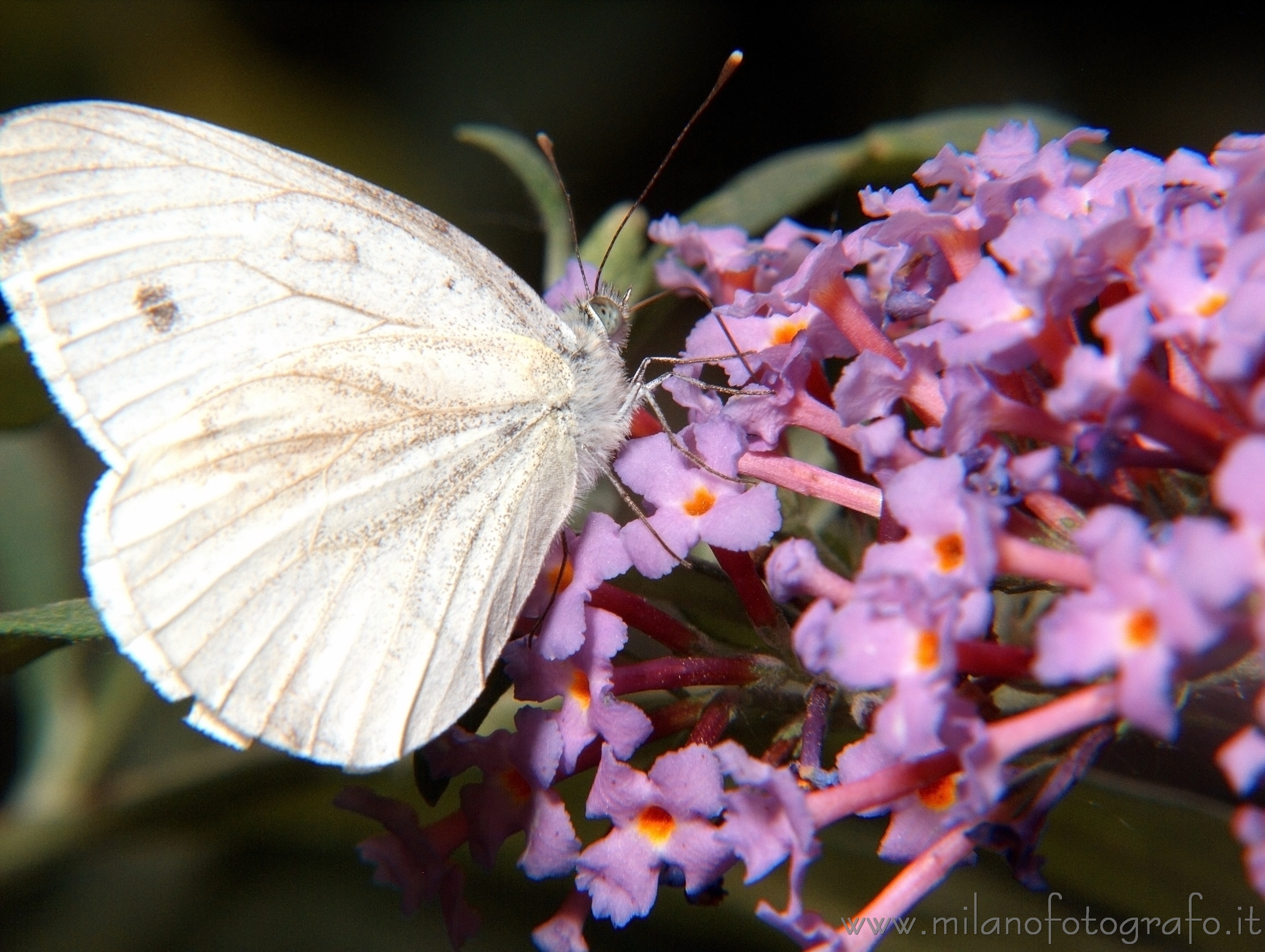 Cadrezzate (Varese, Italy) - Pieris napi on Buttleja